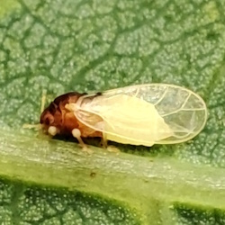 Calophya rhois